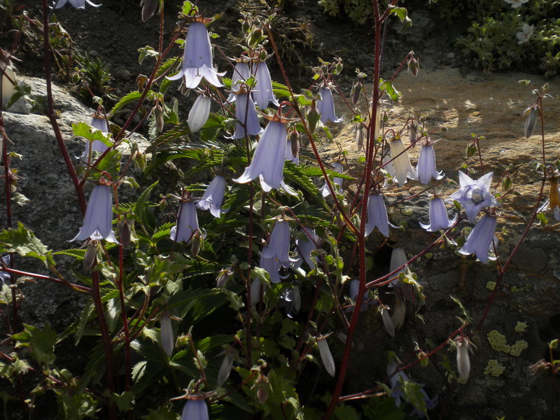 Campanula